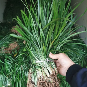 吉祥草深山野生吉祥草四季常青耐寒耐冻工程用苗