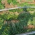 吉祥草深山野生吉祥草四季常青耐寒耐冻工程用苗
