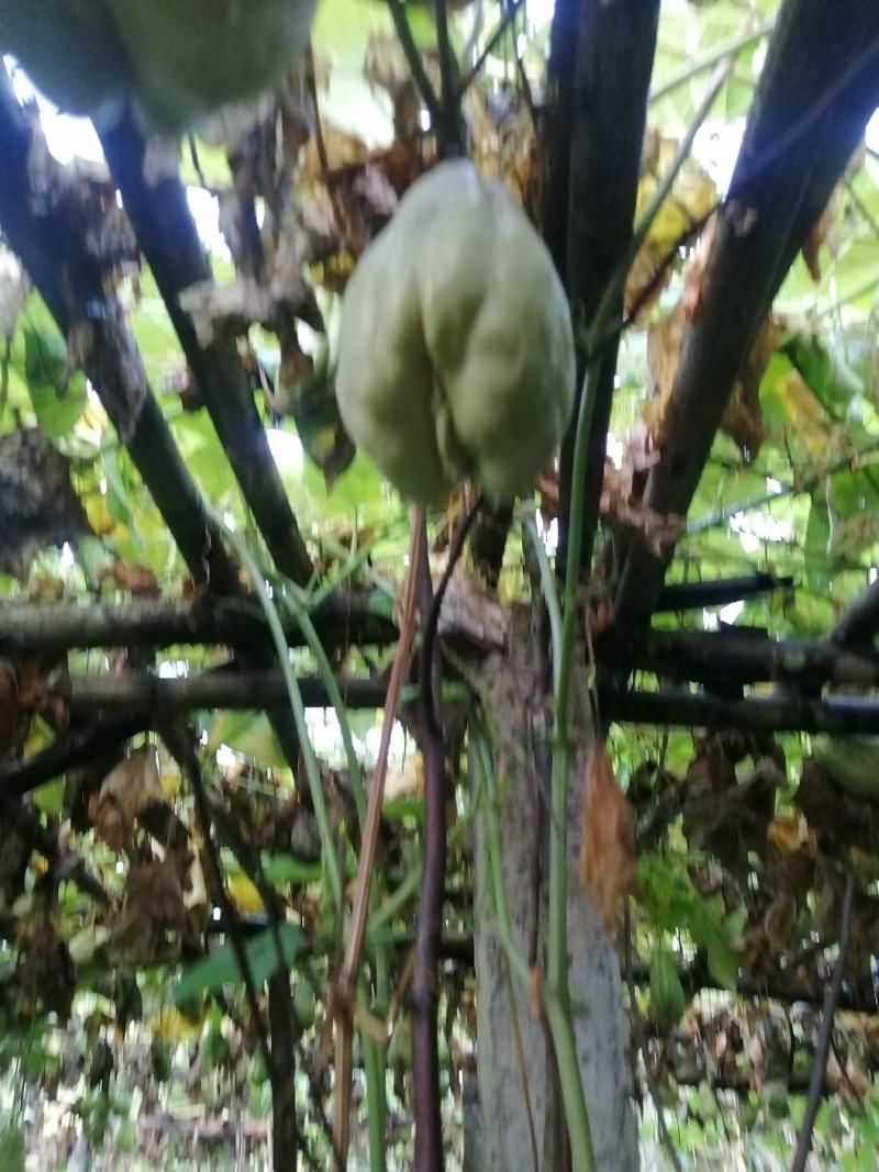 佛手瓜种个头好存活率高