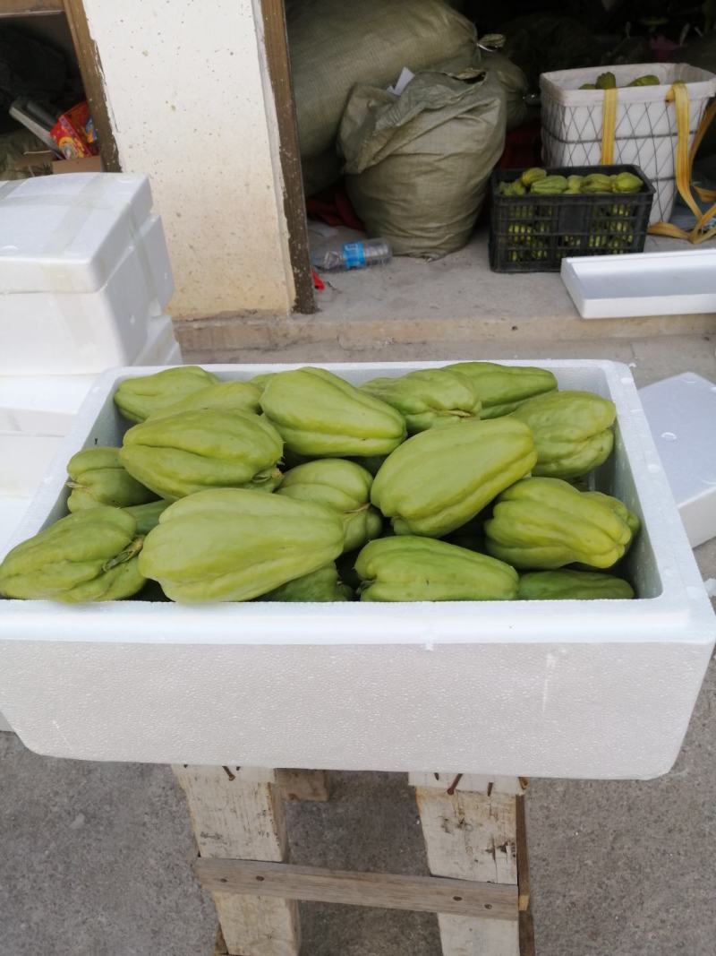 佛手瓜种个头好存活率高
