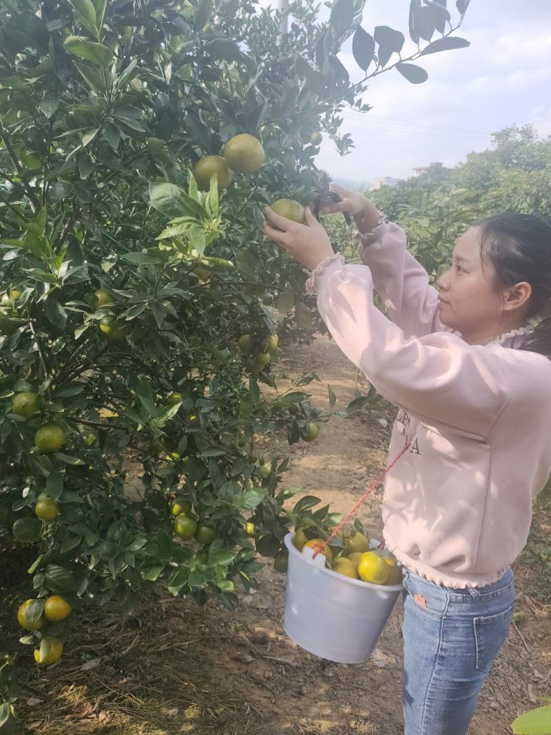 特产:正宗德庆《贡柑》又名皇帝柑10斤1件