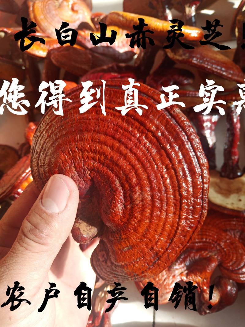 长白山赤灵芝。农户自产自销。一手货源。包邮到家。