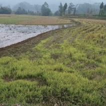 重庆地区乡村紫色页岩平坝丘陵农田壤土出租