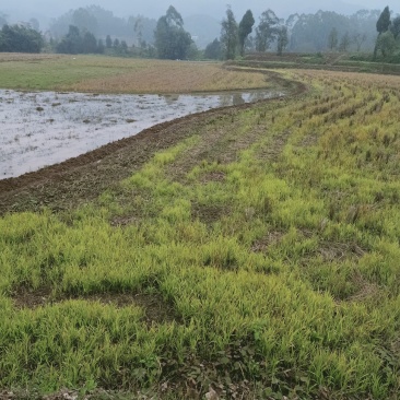 重庆地区乡村紫色页岩平坝丘陵农田壤土出租
