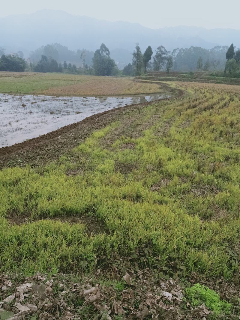 重庆地区乡村紫色页岩平坝丘陵农田壤土出租