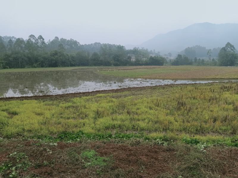 重庆地区乡村紫色页岩平坝丘陵农田壤土出租