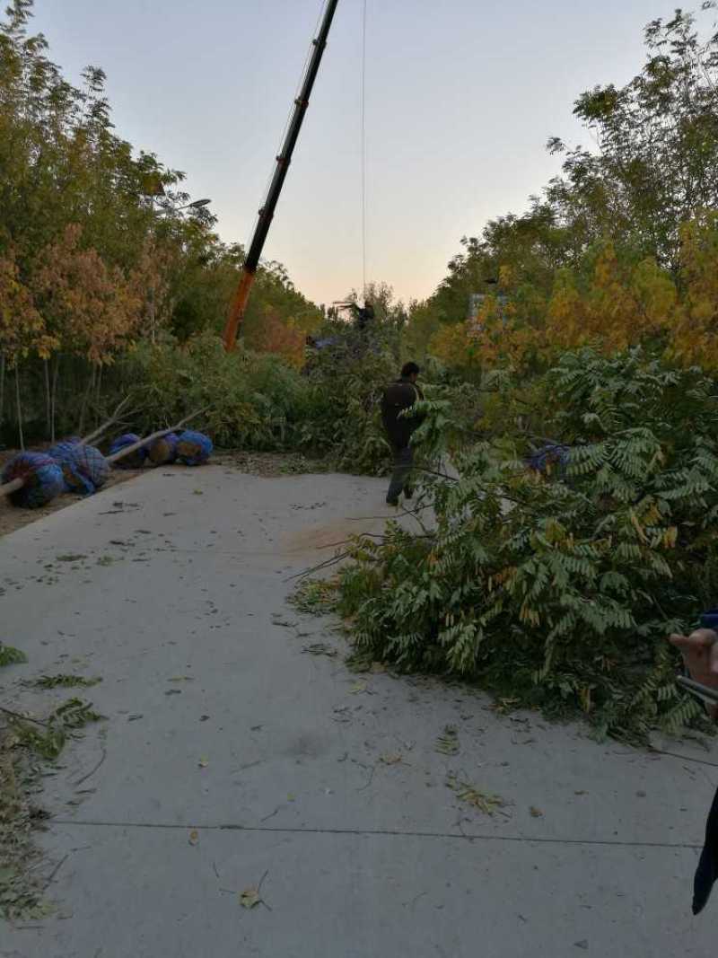 香花槐，用于行道城市绿化苗木，小区，亭园观赏性树种。