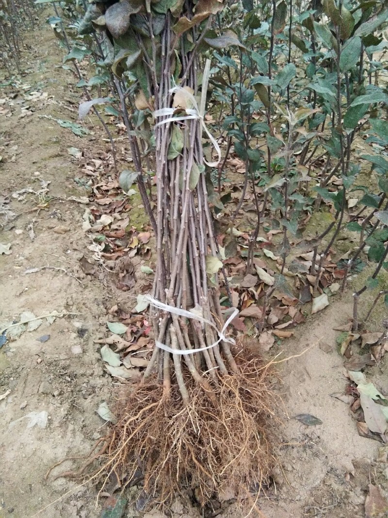 【包邮热卖发大财】蜜脆苹果苗苹果苗新品种9月中旬成熟
