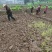 重庆地区乡村紫色页岩平坝丘陵农田壤土出租