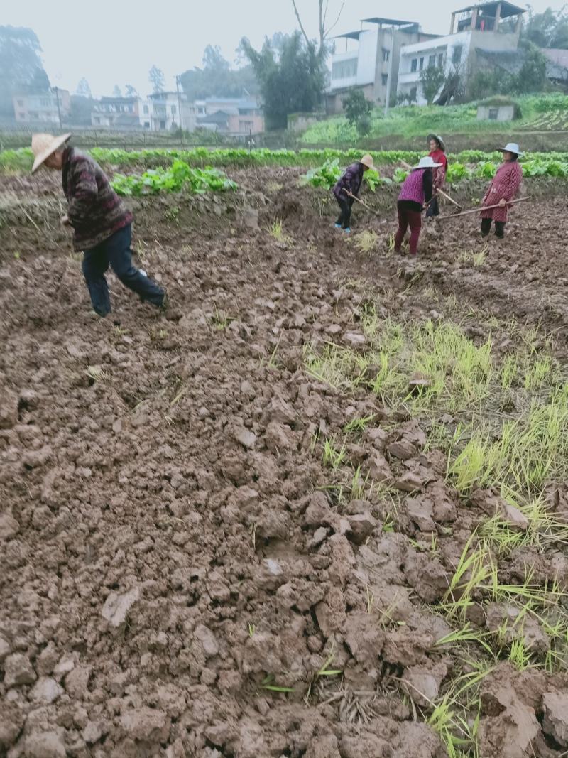 重庆地区乡村紫色页岩平坝丘陵农田壤土出租