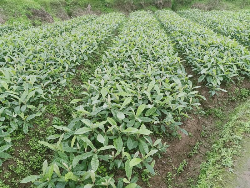 重庆地区乡村紫色页岩平坝丘陵农田壤土出租