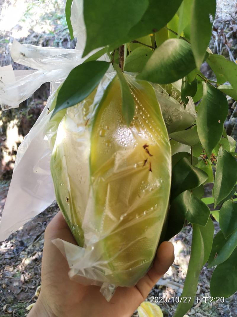 自产自销，基地直发大量有货，可开票对接，欢迎来电洽谈