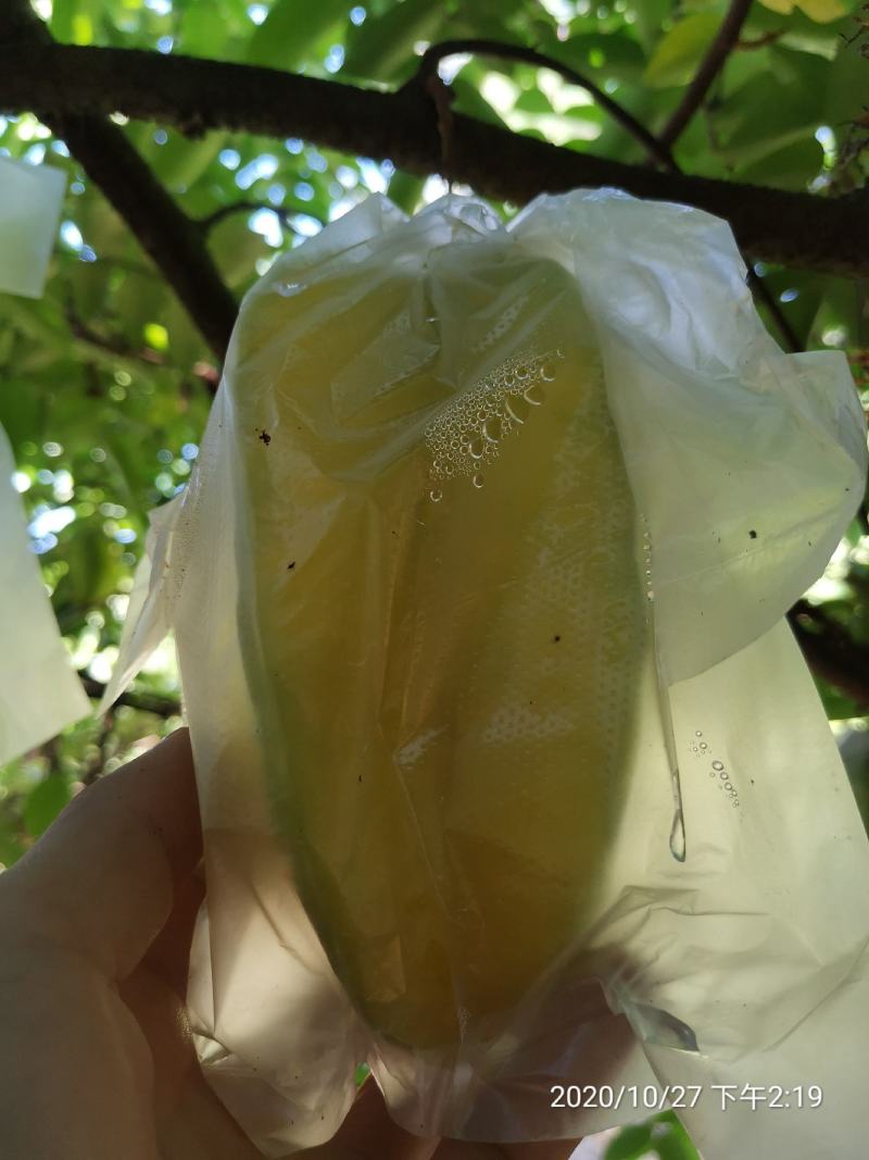 自产自销，基地直发大量有货，可开票对接，欢迎来电洽谈