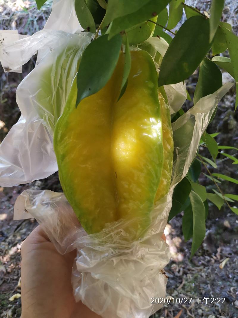 自产自销，基地直发大量有货，可开票对接，欢迎来电洽谈