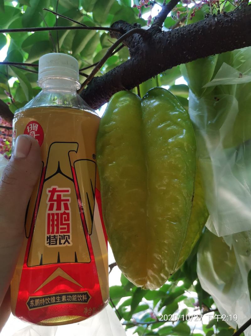 自产自销，基地直发大量有货，可开票对接，欢迎来电洽谈