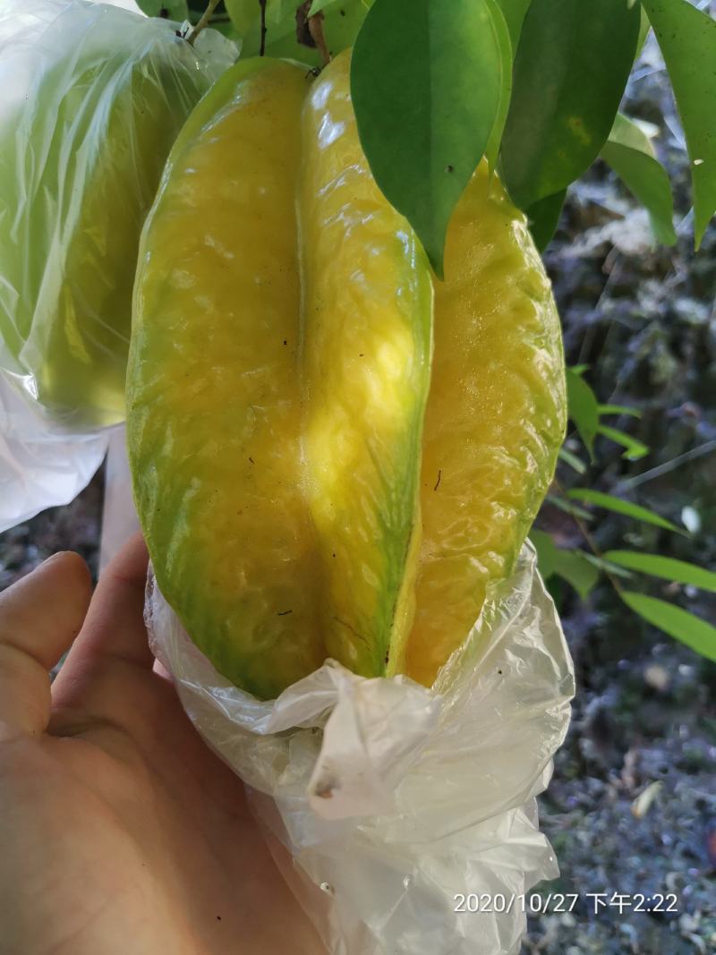 自产自销，基地直发大量有货，可开票对接，欢迎来电洽谈