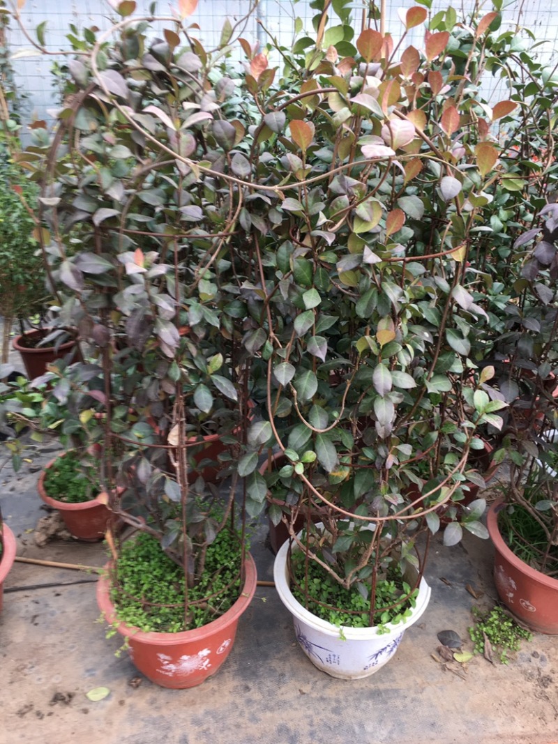 粉色风车茉莉盆栽黄色络石藤庭院爬藤植物耐寒耐旱四季常青