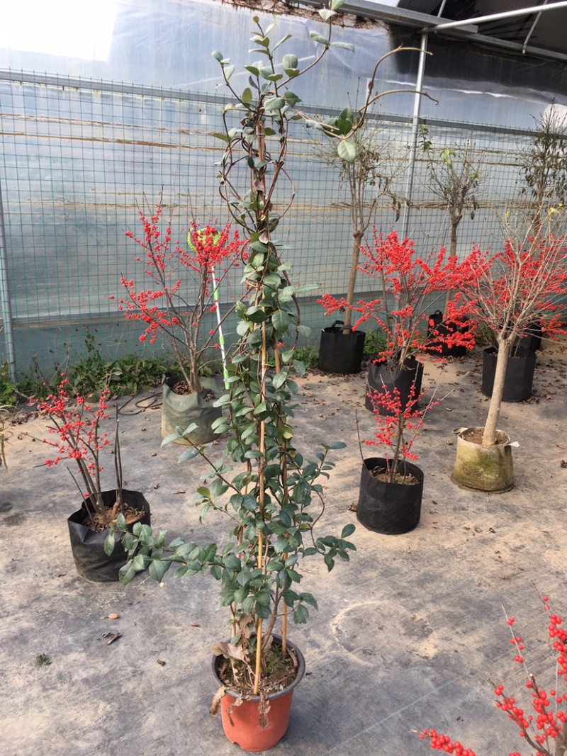 粉色风车茉莉盆栽黄色络石藤庭院爬藤植物耐寒耐旱四季常青