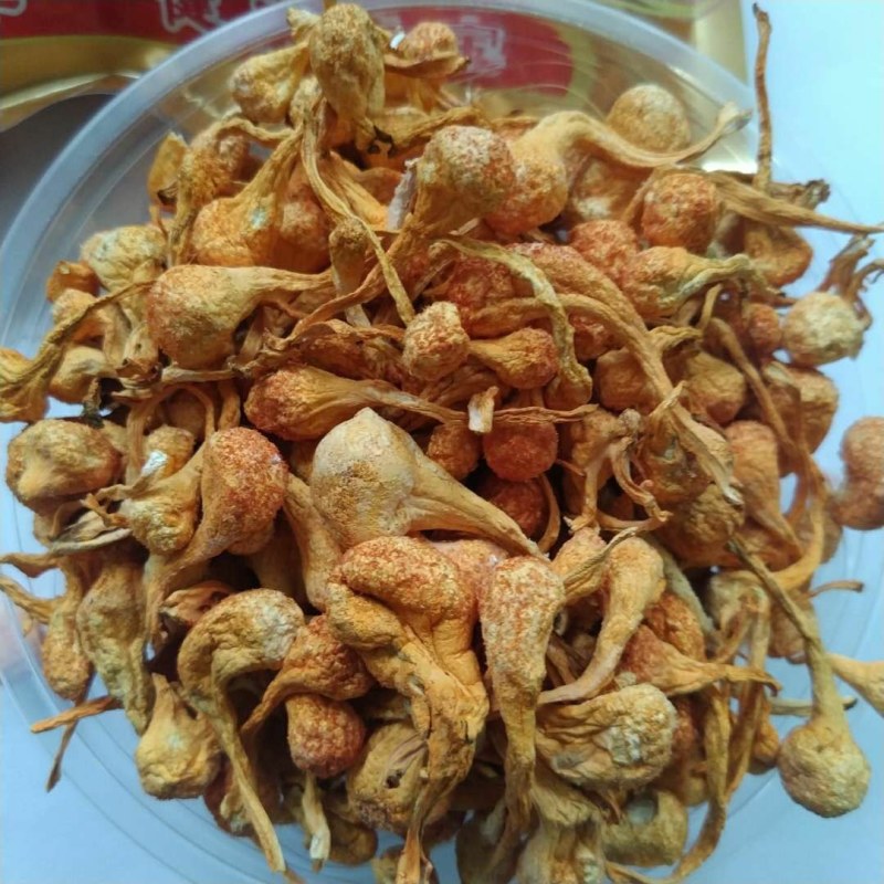 干，鲜虫草花，货源广，质量好，欢迎下单选购，长年有货，