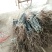 山东梨树苗基地，梨树新品种晚秋黄梨树苗1~1.5公分