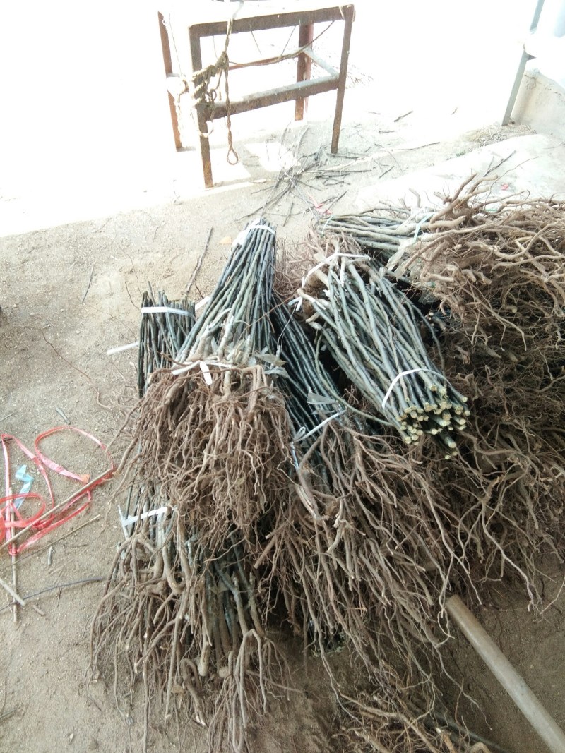 山东梨树苗基地，梨树新品种晚秋黄梨树苗1~1.5公分