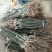 山东梨树苗基地，梨树新品种晚秋黄梨树苗1~1.5公分