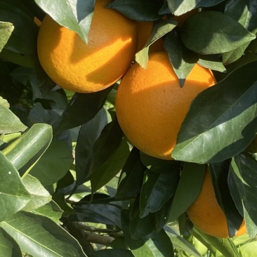 自家种的橙子，有需要的老板可以联系我。🍊🍊🍊🍊