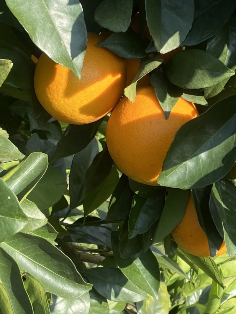自家种的橙子，有需要的老板可以联系我。🍊🍊🍊🍊