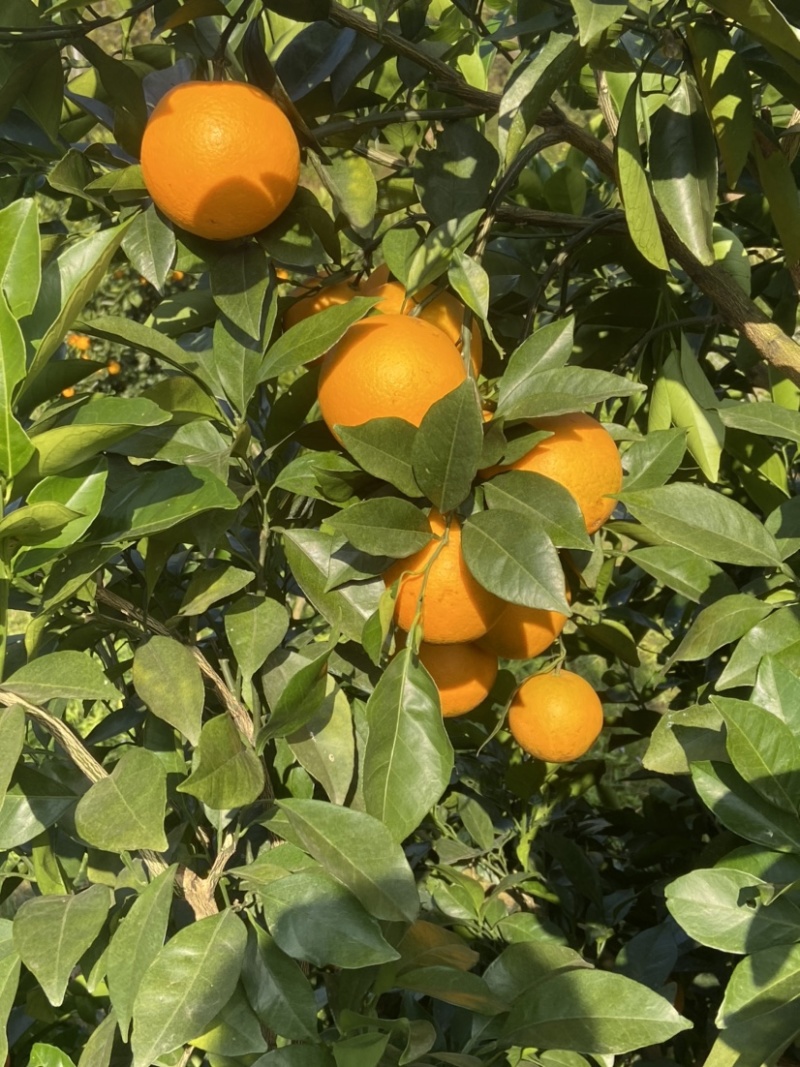 自家种的橙子，有需要的老板可以联系我。🍊🍊🍊🍊