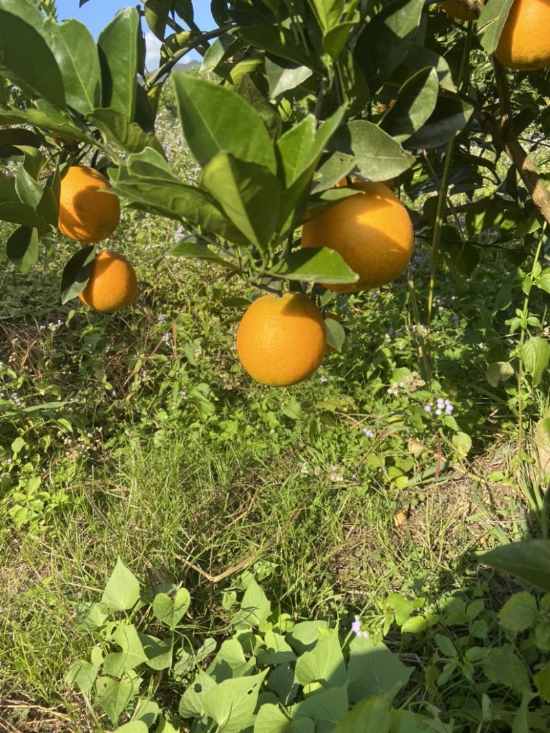 自家种的橙子，有需要的老板可以联系我。🍊🍊🍊🍊