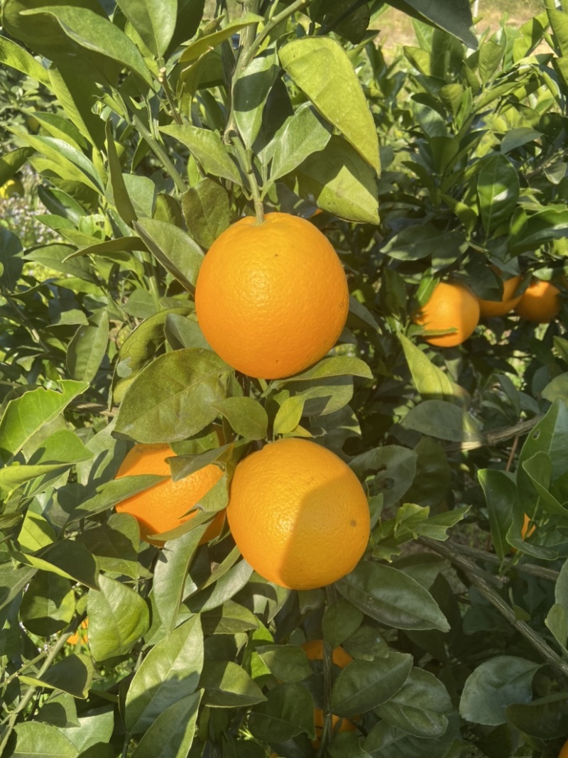 自家种的橙子，有需要的老板可以联系我。🍊🍊🍊🍊