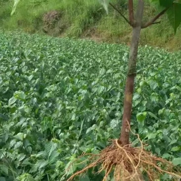 （种苗）豆腐柴苗，神豆腐苗，斑鸠叶树苗