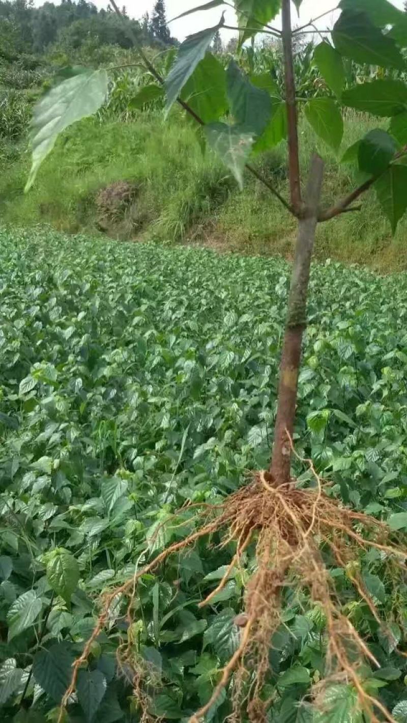（种苗）豆腐柴苗，神豆腐苗，斑鸠叶树苗