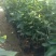 泰国红宝石柚，正宗品种泰柚。种植次年结果。