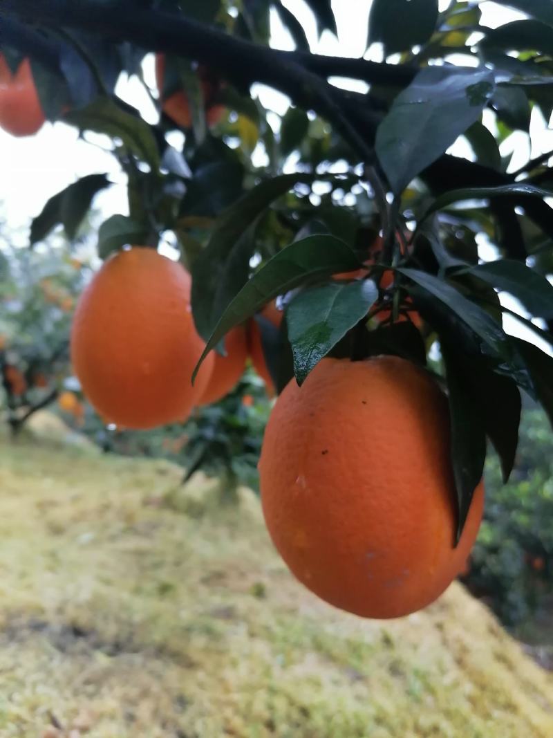 正宗奉节脐橙新鲜水果现摘现发保证