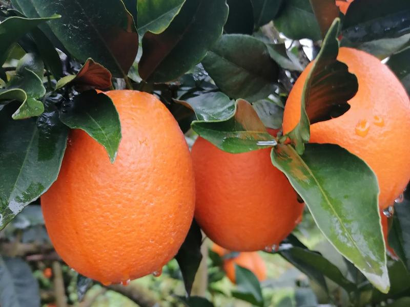 正宗奉节脐橙新鲜水果现摘现发保证