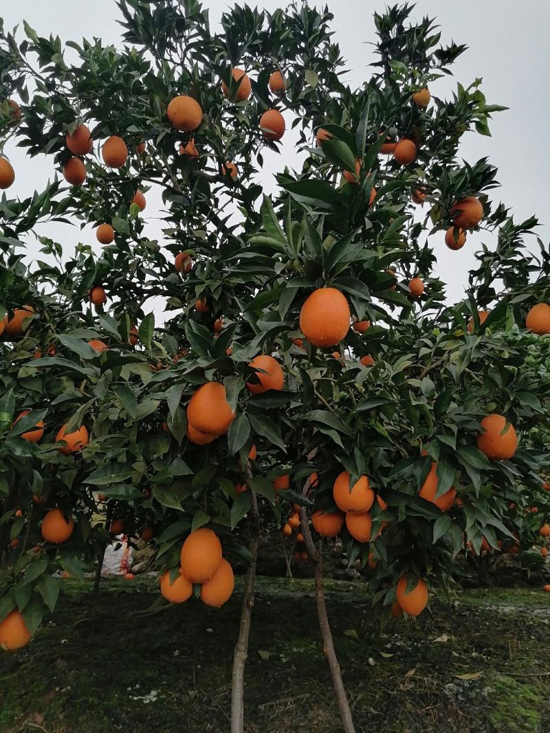 正宗奉节脐橙新鲜水果现摘现发保证