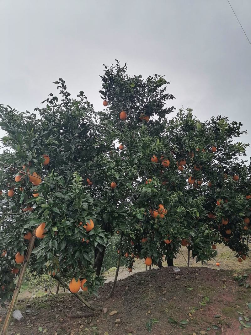 正宗奉节脐橙新鲜水果现摘现发保证