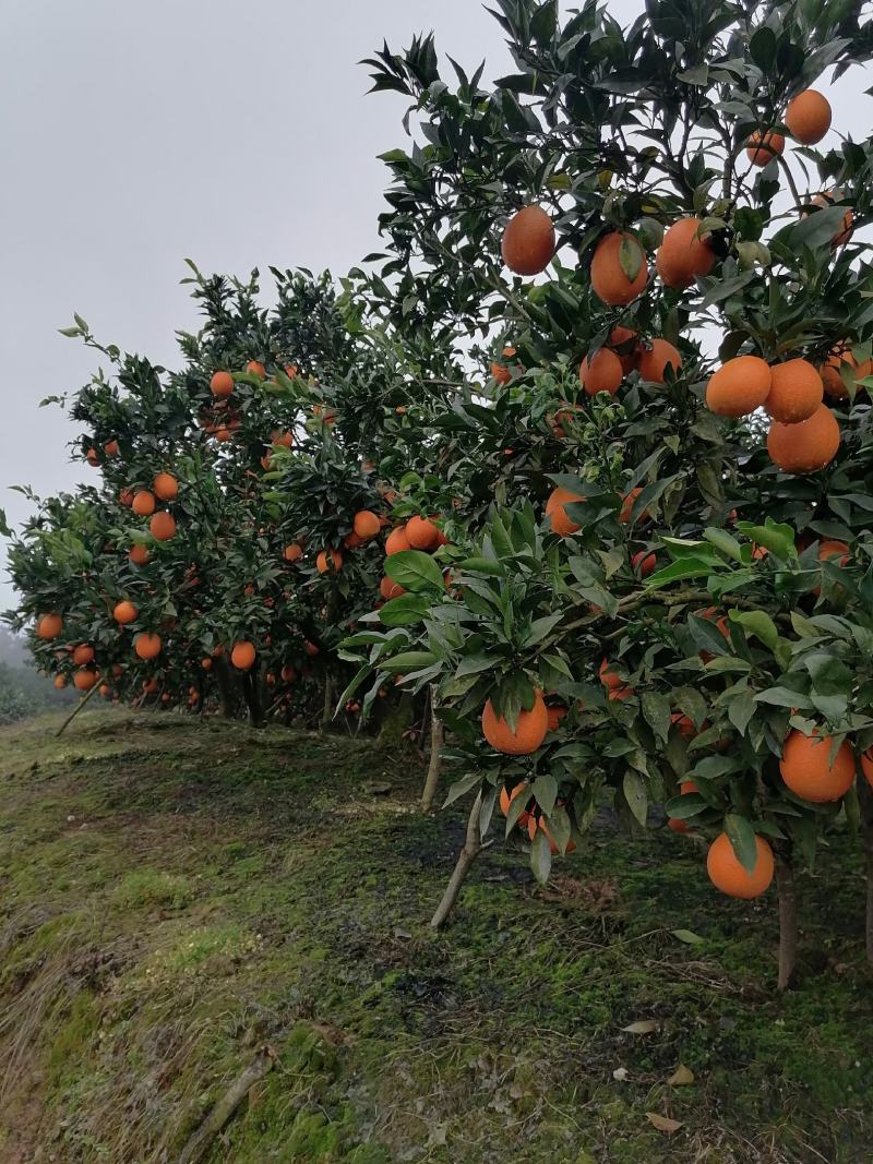 正宗奉节脐橙新鲜水果现摘现发保证
