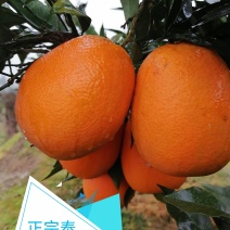 正宗奉节脐橙新鲜水果现摘现发保证好吃