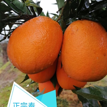 正宗奉节脐橙新鲜水果现摘现发保证好吃