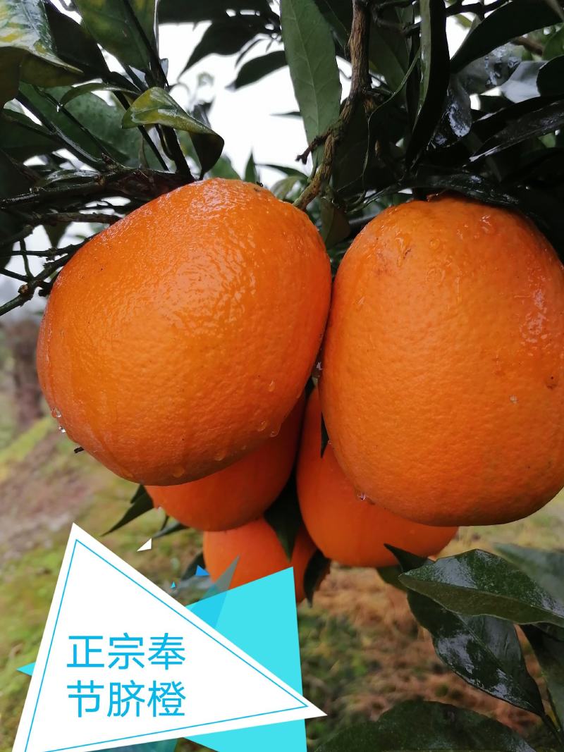 正宗奉节脐橙新鲜水果现摘现发保证好吃