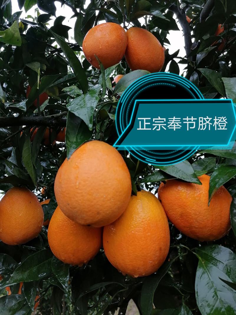 正宗奉节脐橙新鲜水果现摘现发保证好吃