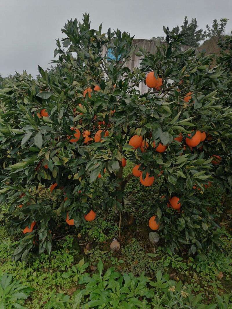 正宗奉节脐橙新鲜水果现摘现发保证好吃