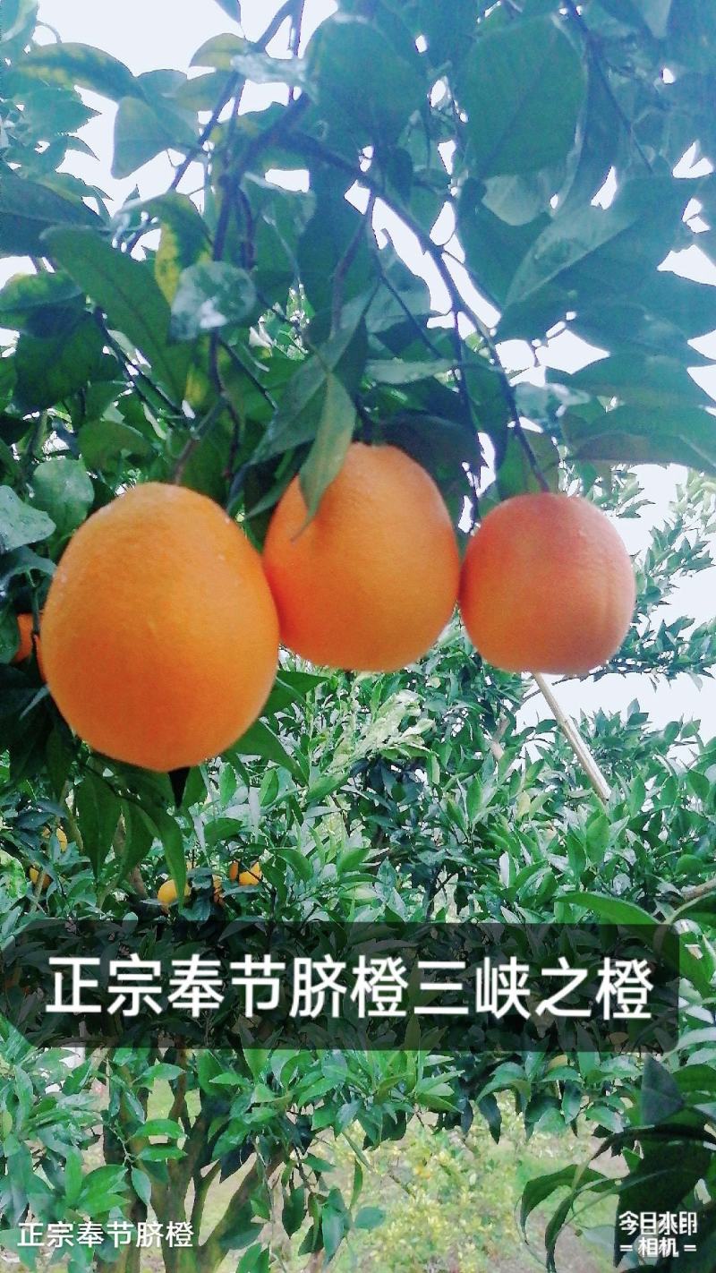 正宗奉节脐橙新鲜水果现摘现发保证好吃