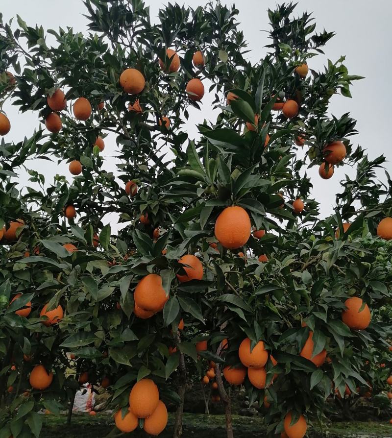 正宗奉节脐橙新鲜水果现摘现发保证好吃