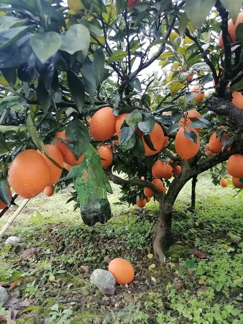 正宗奉节脐橙新鲜水果现摘现发保证好吃