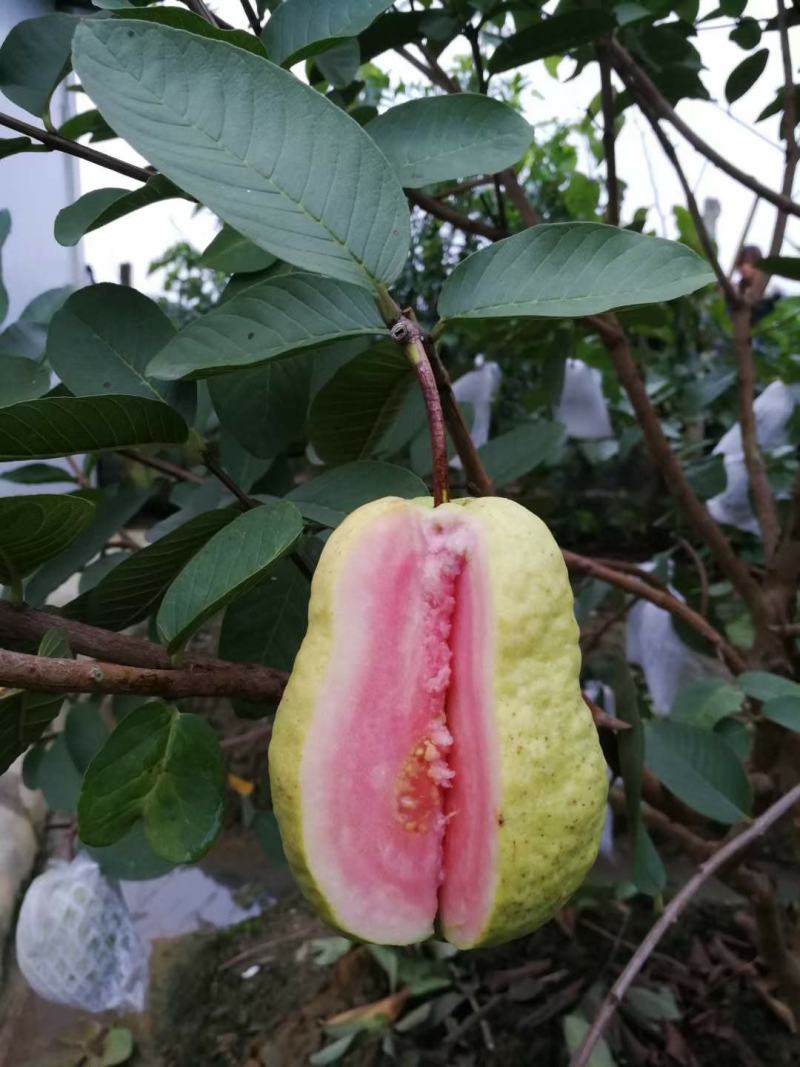 【高品质】台湾精选番石榴苗西瓜红番石榴品种多样可供选择