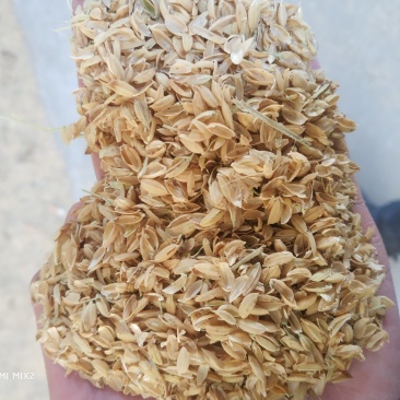 鱼台优质稻壳圆粒稻壳批发