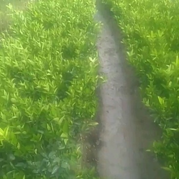 小叶软枝香橙头大果普通沃柑苗，挑粗壮均匀大苗起苗叶水漂亮